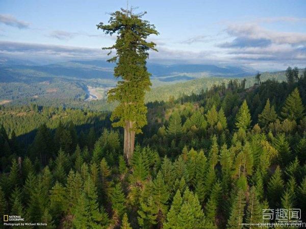 世界上最高的树 就像两个没有底座的自由女神像的叠加