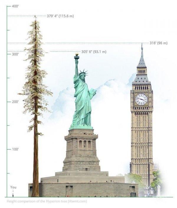 世界上最高的树 就像两个没有底座的自由女神像的叠加