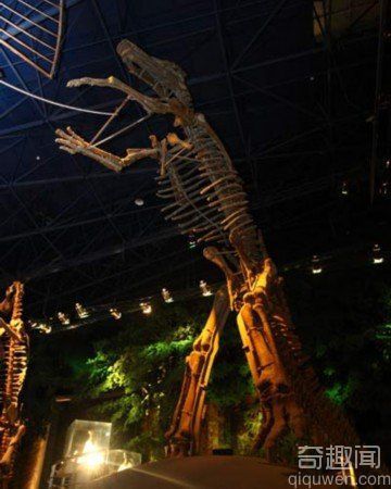 中国最著名恐龙化石盘点 中国百年十大最著名恐龙有哪些