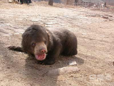 世界上最小的熊 平均寿命约24年