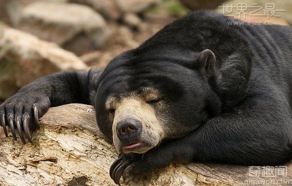 世界上最小的熊 平均寿命约24年