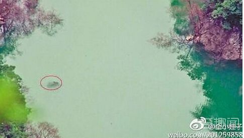 重庆石笋河惊现体长超3米“水怪”疑是巨型鳙鱼