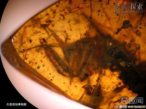 [图文]科学家在琥珀中发现保存完好的史前8700万年的螳螂