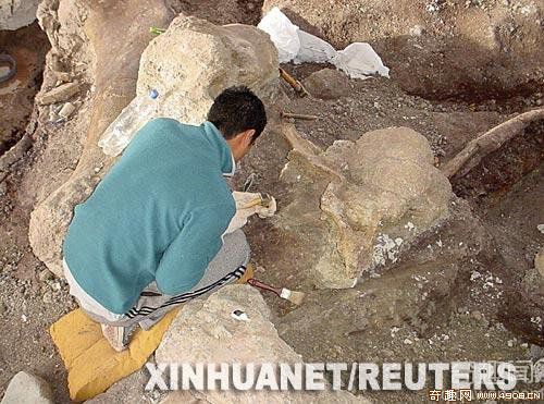 [图文]阿根廷出土巨型恐龙骨骼化石