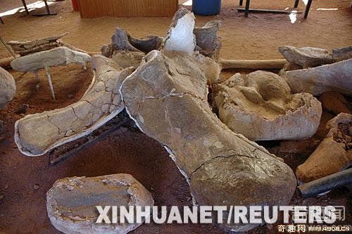 [图文]阿根廷出土巨型恐龙骨骼化石