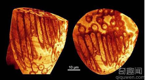 澳大利亚昆士兰州发现最古老精子现身1700万年化石中