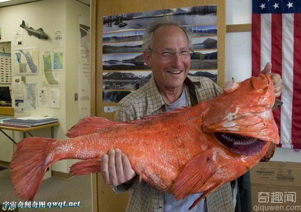 阿拉斯加捕获巨型岩鱼 长41英寸破记录