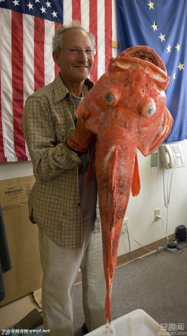 阿拉斯加捕获巨型岩鱼 长41英寸破记录