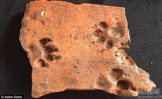 英国发现两千年前瓷砖上残留的狗爪印记