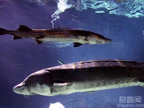 千岛湖巨型青鱼重达180斤 比人还高