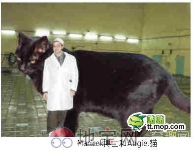 核辐射制作出世界上最大的猫 重755磅