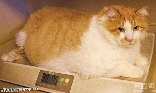 美国现实版加菲猫 体重达36斤