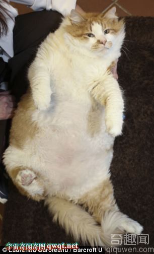 美国现实版加菲猫 体重达36斤