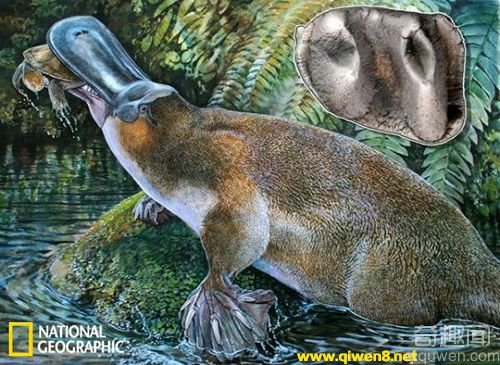 1500万年前存巨型鸭嘴兽出现在澳大利亚