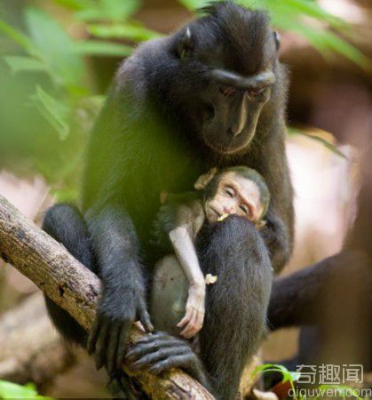 印尼猴妈妈紧抱幼崽尸体悲伤两天拒松手 令人心碎