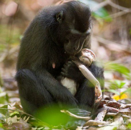 印尼猴妈妈紧抱幼崽尸体悲伤两天拒松手 令人心碎