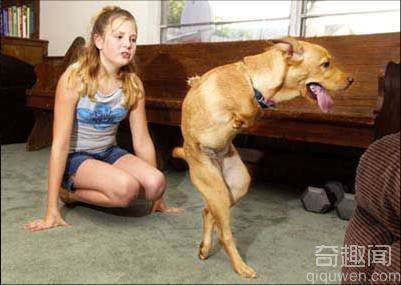 一只名叫Faith(信念)的狗 它只有两条腿