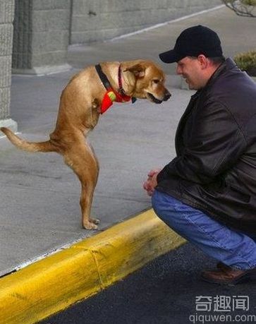 一只名叫Faith(信念)的狗 它只有两条腿
