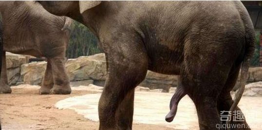 大象交配是怎样的 图解大象交配全过程