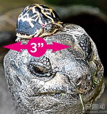 个头最小的沃尔特被称为世界上最小的龟