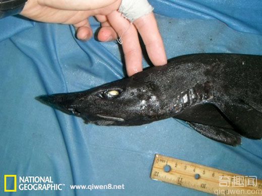 南印度洋深海發現罕見新種鯊魚 齒擬皺唇鯊【圖】