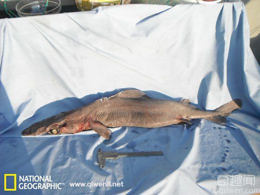 南印度洋深海发现罕见新种鲨鱼 齿拟皱唇鲨【图】