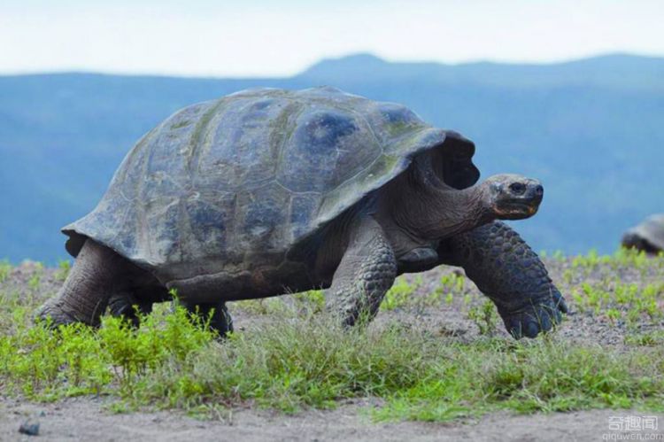 百斤象龟遭遗弃 最长寿的可达150岁