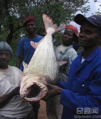世界上最贵的鱼 你知道是什么鱼吗