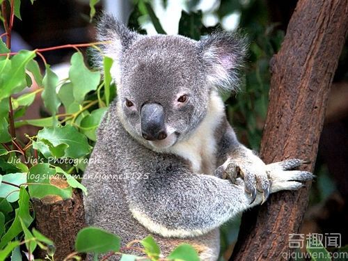 最可爱最萌的考拉 澳洲最萌考拉