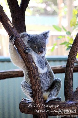 最可爱最萌的考拉 澳洲最萌考拉