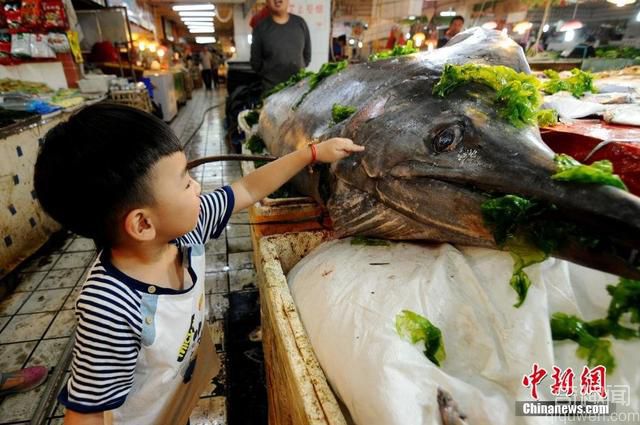 世界上已知捕获的最大的箭鱼：箭鱼王，3.06米长、412斤重