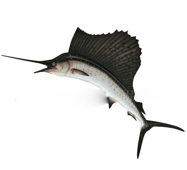 世界上已知捕获的最大的箭鱼：箭鱼王，3.06米长、412斤重
