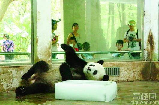 武汉动物园度夏有奇招 熊猫抱冰不撒手