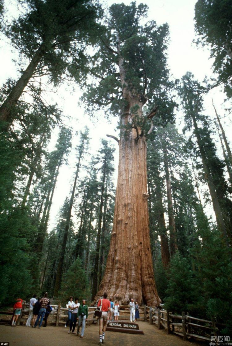 世界第一大树 高度达到83米