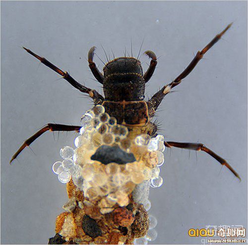 毛赤蝇幼虫用自产丝线将沙粒系在一起