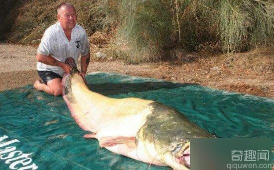 破记录捕获世界上最大的白化鲶鱼：竟然重达200斤