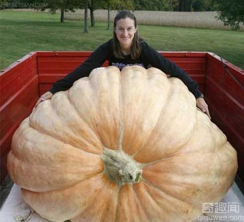 世界上最重的南瓜 重达782公斤