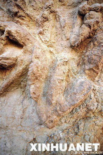 [多图]我国发现最大规模侏罗纪恐龙足迹化石群
