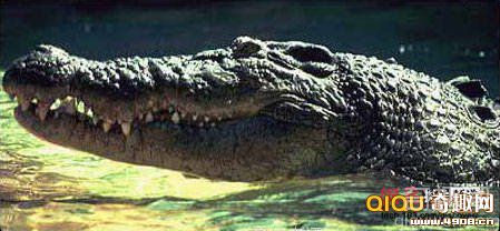 [多图]世界上最大的鳄鱼 体重1114kg