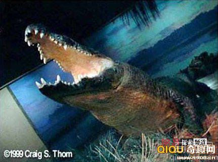 [多图]世界上最大的鳄鱼 体重1114kg