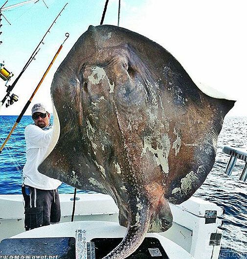 美国渔民捕到4.3米长700斤重巨型