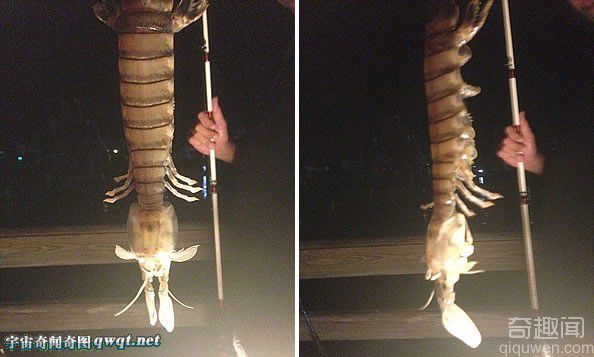 美国渔民捕获罕见巨大“皮皮虾：长46厘米