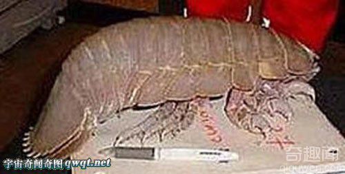 美国渔民捕获罕见巨大“皮皮虾：长46厘米