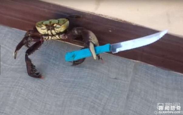 巴西的螃蟹不好惹 竟然抓起刀子反抗