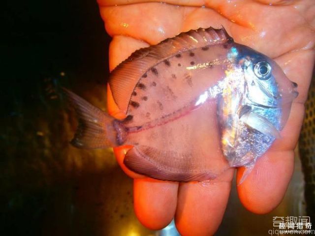 墨西哥海里惊现新物种透明鱼