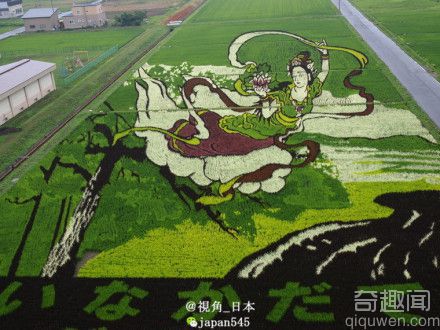 日本农民种出神奇稻,1.5公顷稻田画出富士山情境图