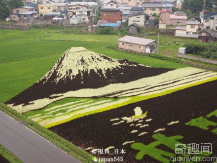 日本农民种出神奇稻,1.5公顷稻田画出富士山情境图