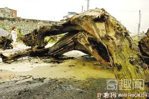 [图文]广东北江挖砂挖出古树群 价格昂贵堪称“黄金木”