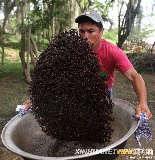 [图文]哥伦比亚男子用南美切叶蚁烹制食品