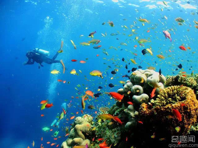 全球十大潜水胜地 看海的另一种方式